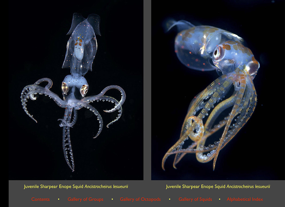 The Amazing and Unique Underwater World of Blackwater Diving